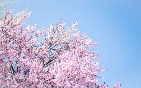 Academy Life | April 2019